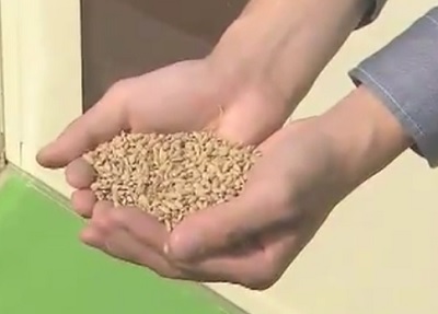Arroz de Fukushima