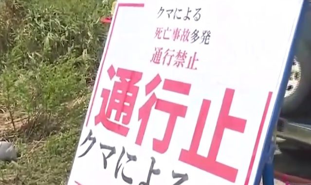 Oso