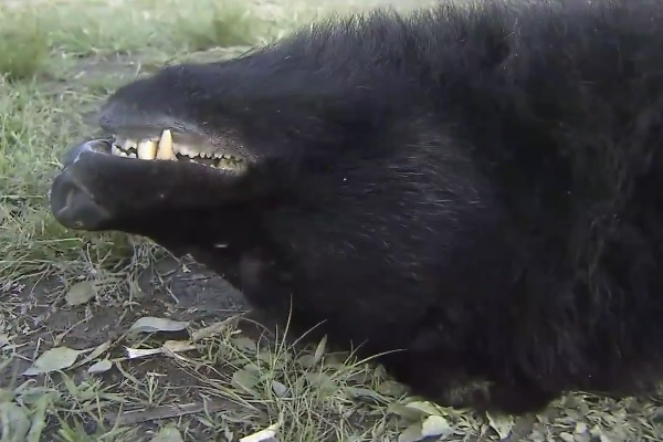 Oso abatido por cazadores.