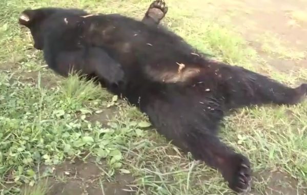 Oso