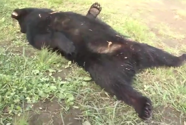 Oso