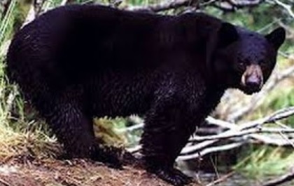 Oso