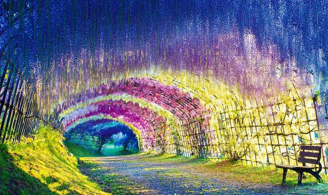 Kawachi Fuji