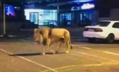 León