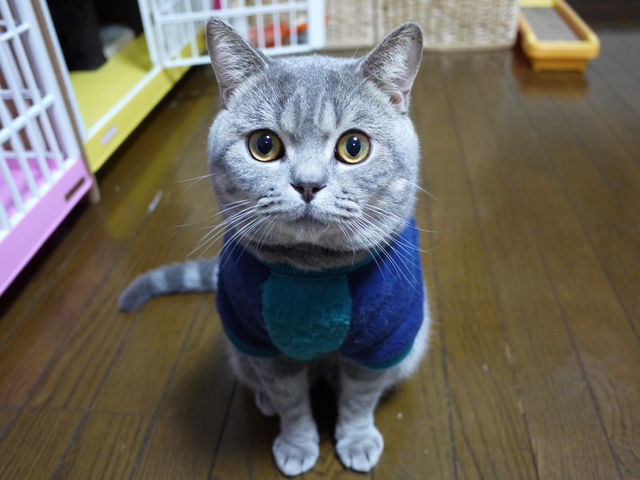Foto pet-ins.com