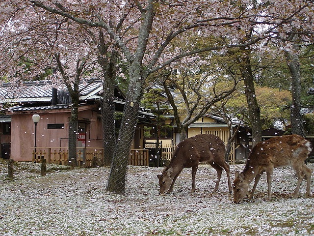 Parque de Nara (foto Humanoid One)