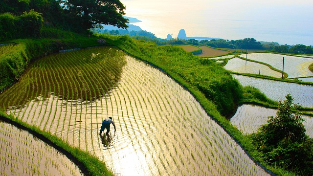 Campos de arroz, Yamaguchi (Foto Yuri Ueno)