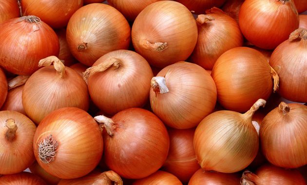Cebollas producidas en Hokkaido, Japon