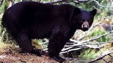 Oso