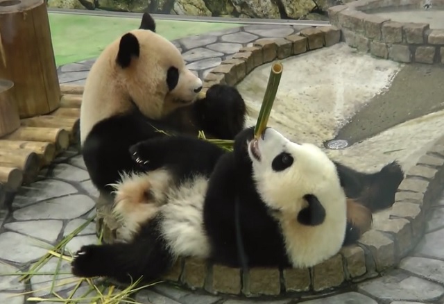 panda