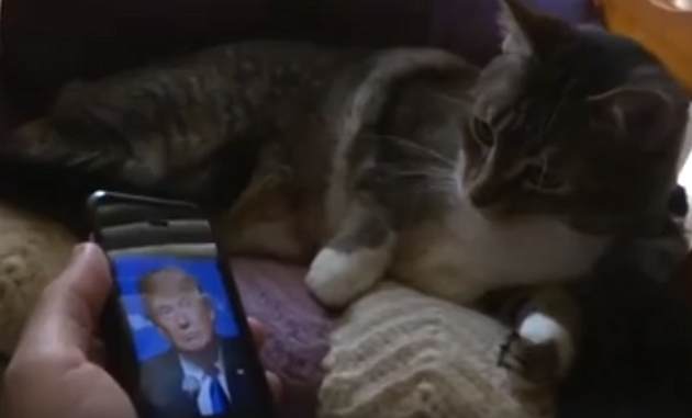 gato-democrata