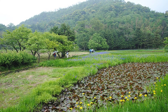 Iwami, localidad donde se produjo el ataque (foto iwami.gr.jp)
