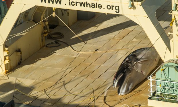 Ballena