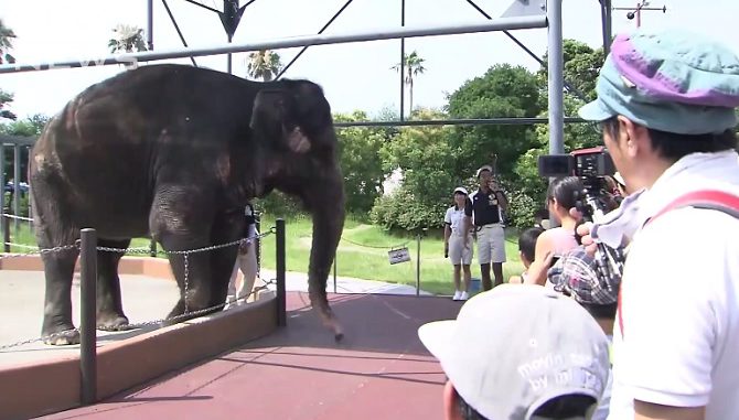 Elefante
