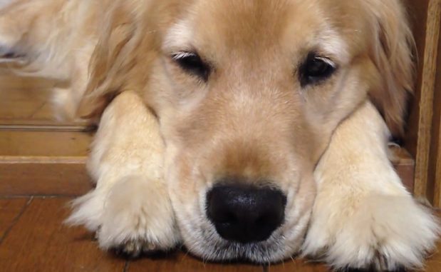 Perro
