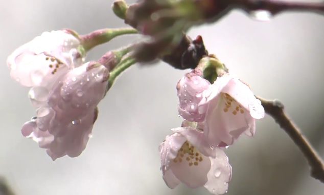 Sakura