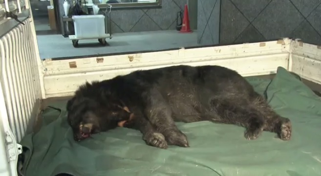 Oso