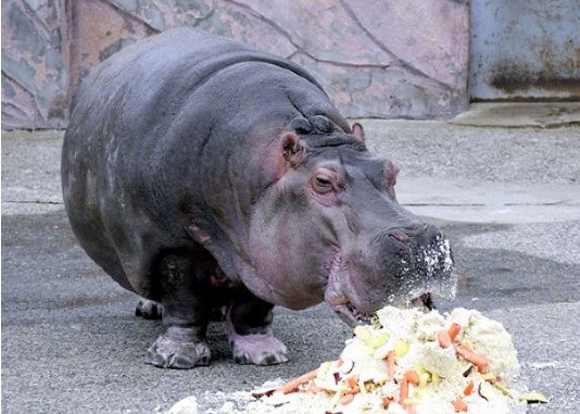 Hipopótamo Bashan (Foto Zoológido de Ibaraki)