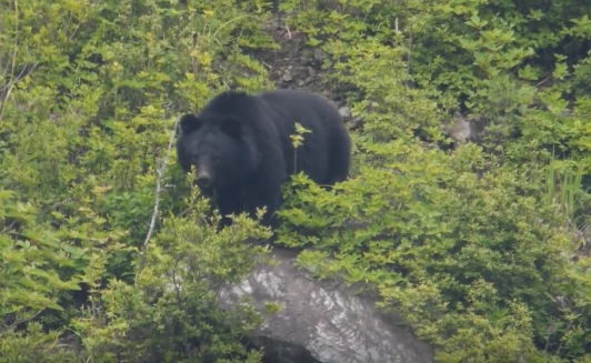 Oso