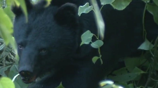 Oso
