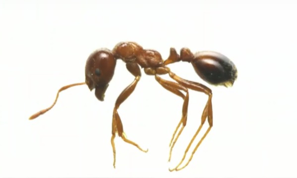 Hormiga
