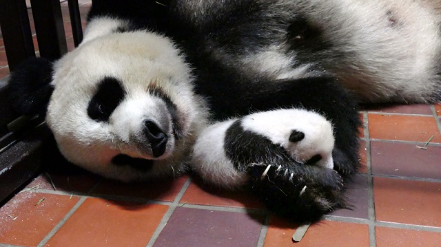 Panda