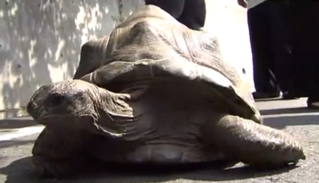 Tortuga
