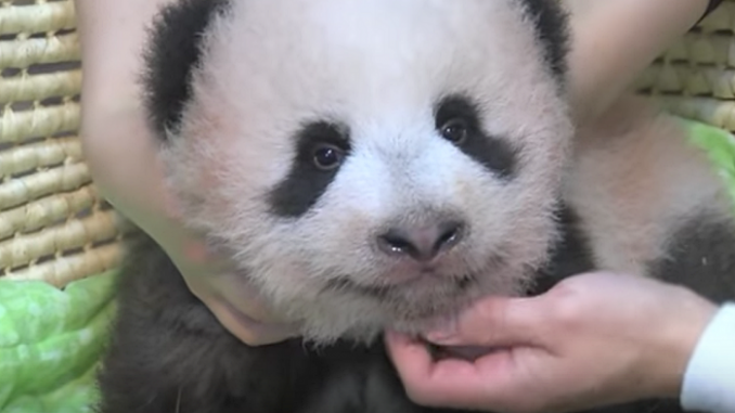 Xiang Xiang
