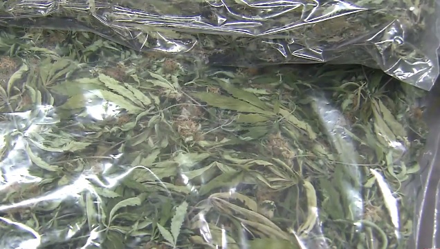 Marihuana