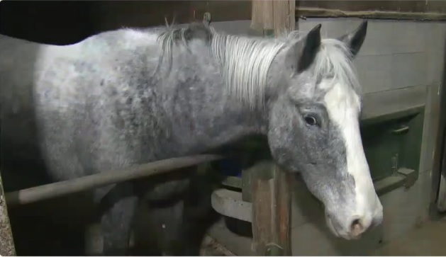 Caballo