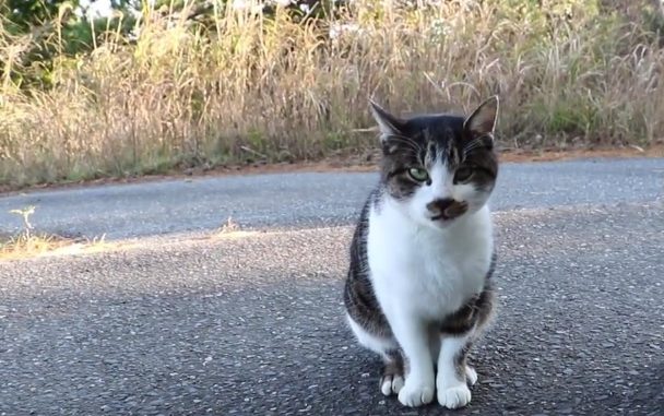 Gato