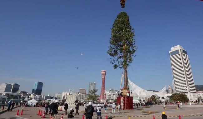 Árbol