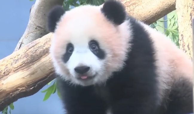 Panda