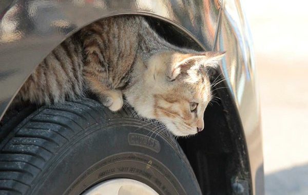 Gato