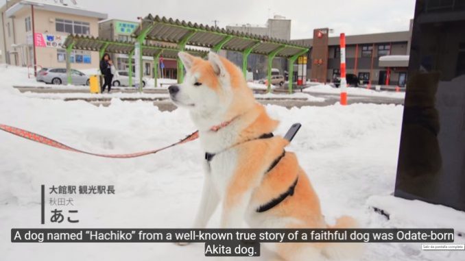 akita