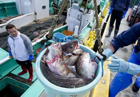 pesca