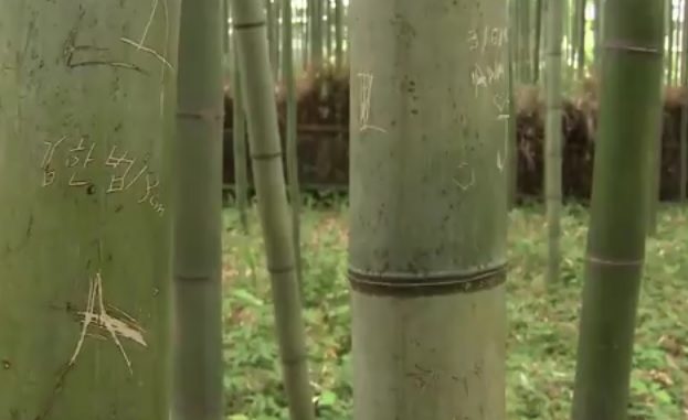 Bambú