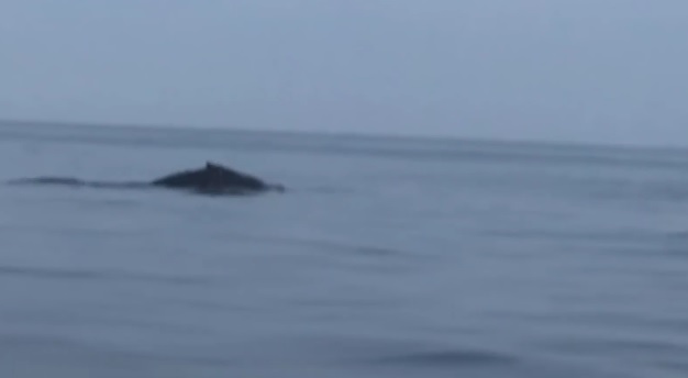 Ballena