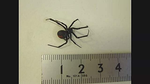 Seakagokegumo o araña de espalda roja. Es venenosa.