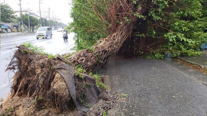 Arbol caído en Okinawa a causa del tifon