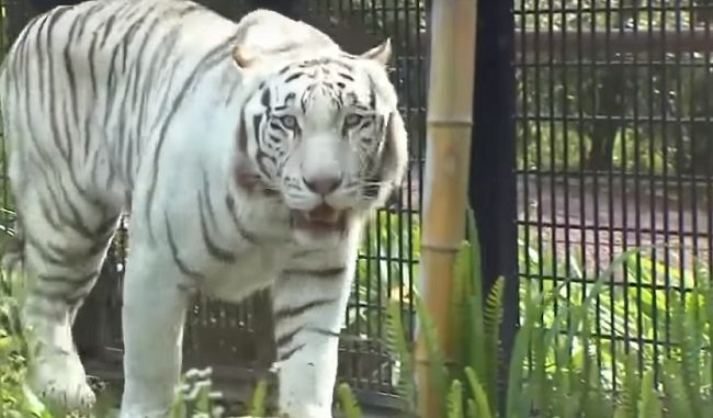 Tugre blanco