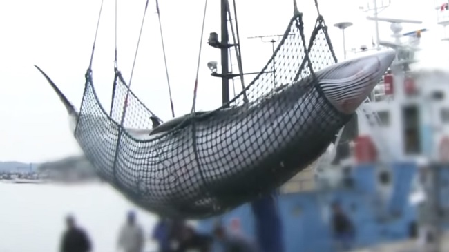 Ballena