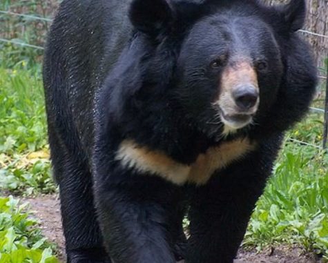 Oso