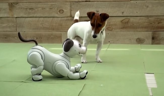 aibo