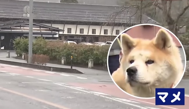 Perro