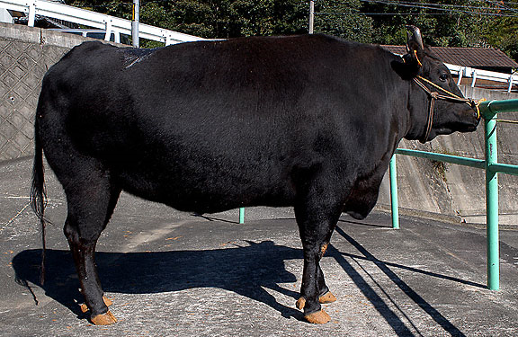 Wagyu japonés