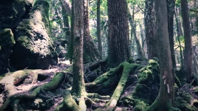 Aokigahara