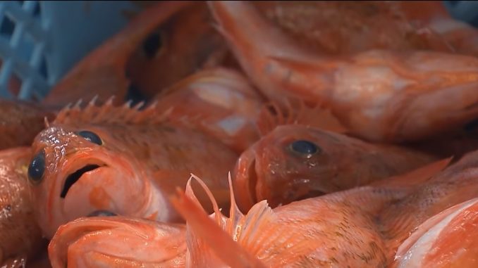 Pescado