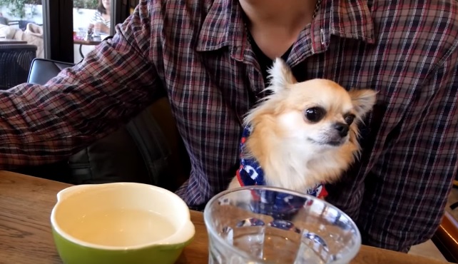 Perro