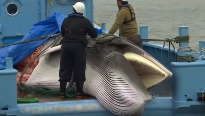 Ballena